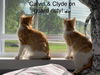 Calvin & Clyde