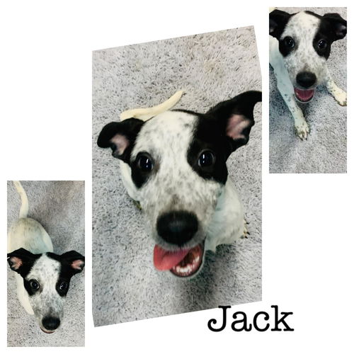 Jack