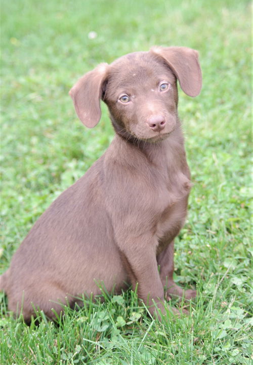 Cocoa