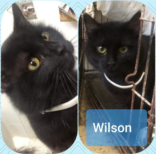 Wilson