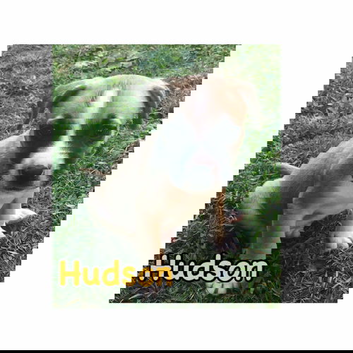 Hudson
