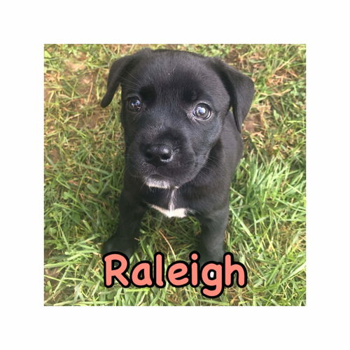 Raleigh