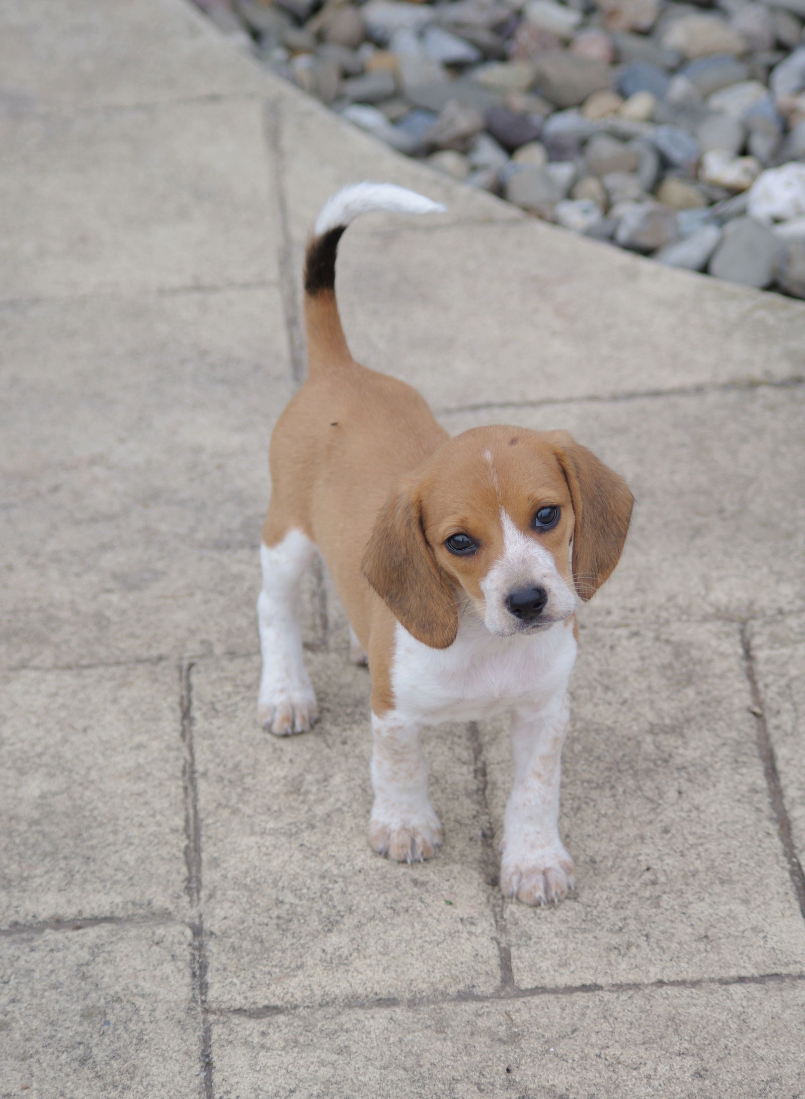 Lemon beagle hot sale rescue