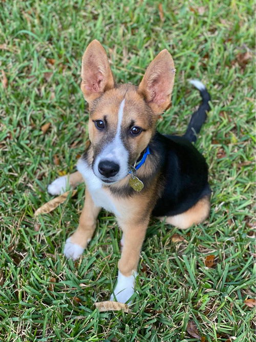 Basil