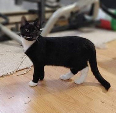 adoptable Cat in Mechanicsburg, PA named Vampire