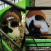Sappho & Bumble