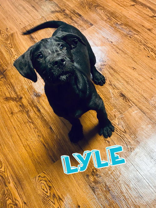 Lyle