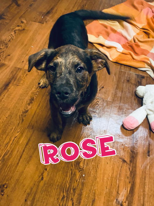 Rose