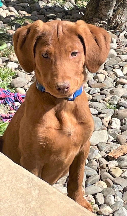 Daphne