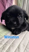 Winston