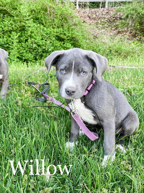 Willow