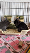 Gus & Remy