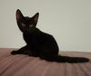 Odin