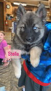 Stella