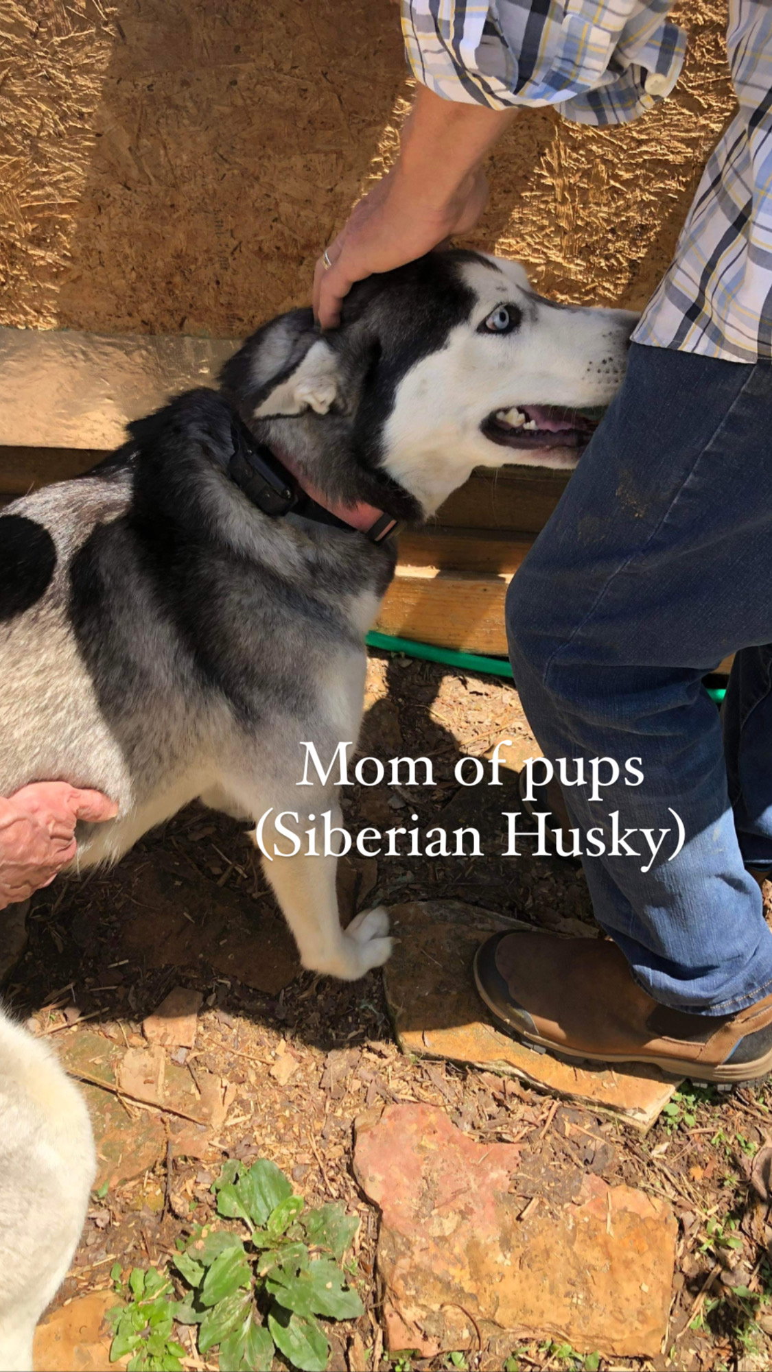 Dog for Adoption Niles, a Siberian Husky in Thurmont, MD Alpha Paw