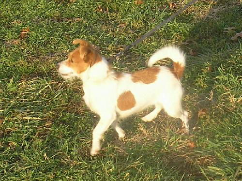 Trixie