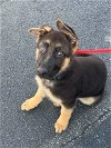 adoptable Dog in mechanicsburg, pa, PA named Jax