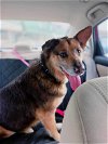 adoptable Dog in mechanicsburg, PA named Charlotte