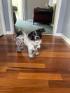 Gus
