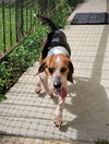 Roscoe