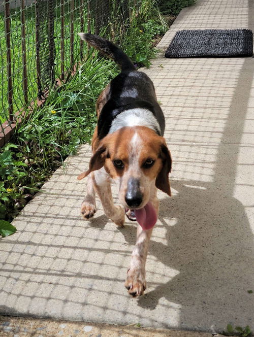 Roscoe