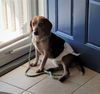 Roscoe