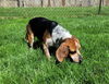 Roscoe