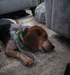 Roscoe