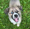 Bruno