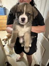 Winston