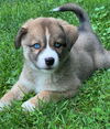 Winston