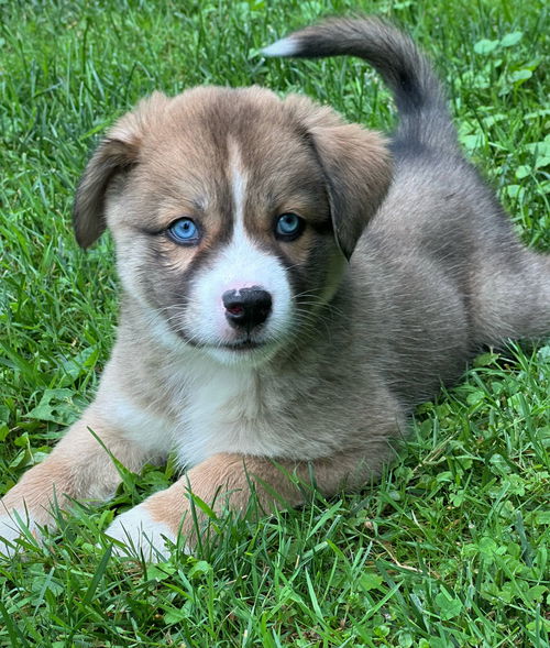 Winston
