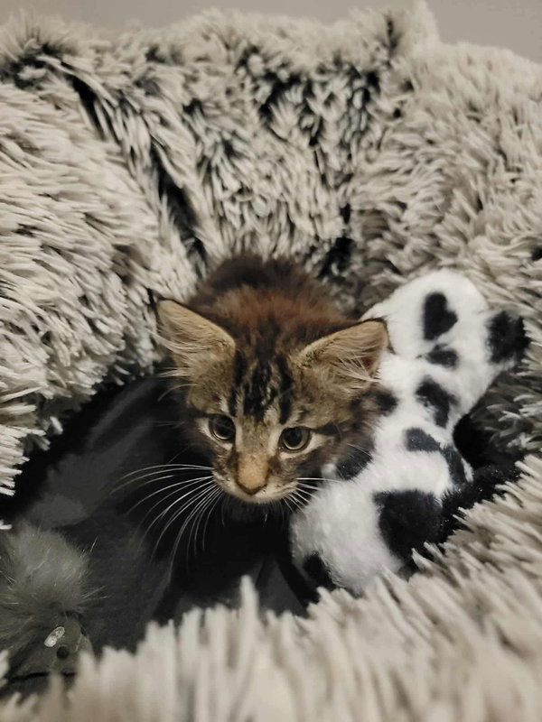 Freya