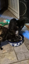 Binx - Photo 1