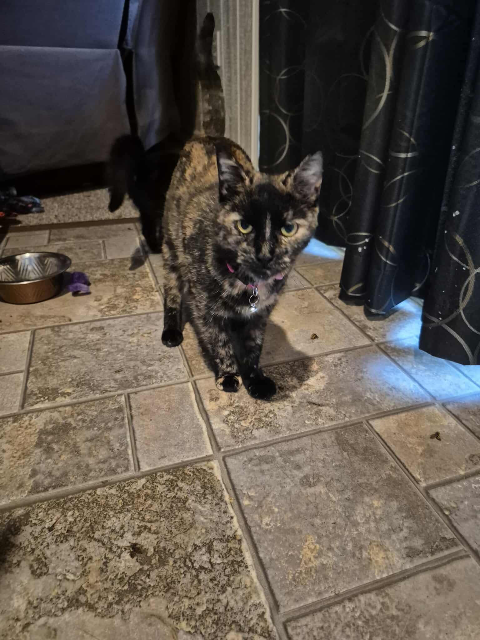 Hocus Pocus - Tortoiseshell