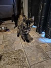 Hocus Pocus - Photo 1