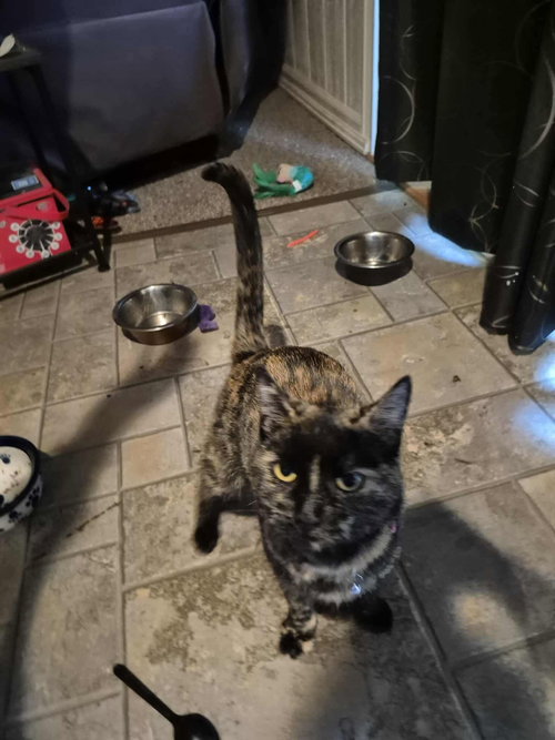 HOCUS POCUS - Tortoiseshell available for adoption