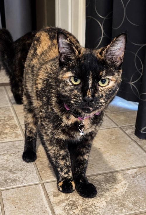 Hocus Pocus, a cat for adoption from Worthy Tails Animal Rescue