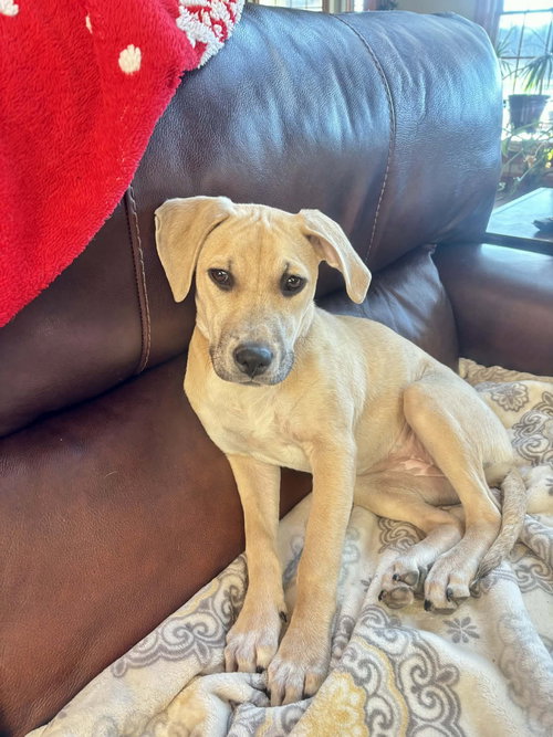 ZELLA - Hound available for adoption