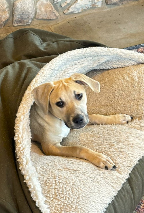 ZELLA - Hound available for adoption