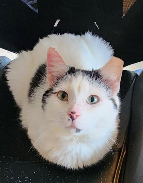 ULA - Domestic Short Hair available for adoption