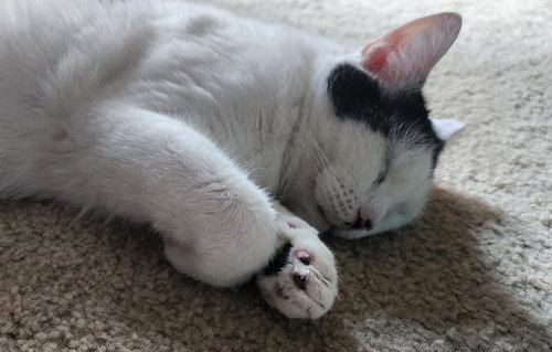 ULA - Domestic Short Hair available for adoption