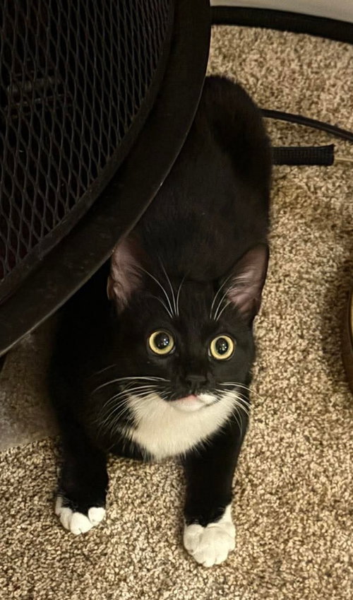 Donna Noble, an adoptable Domestic Short Hair in MECHANICSBURG, PA
