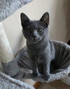Enzo - Photo 1