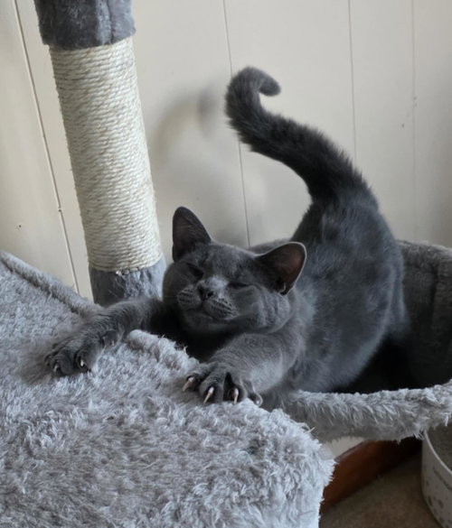ENZO - Domestic Short Hair available for adoption