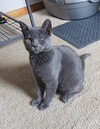 Enzo - Photo 4