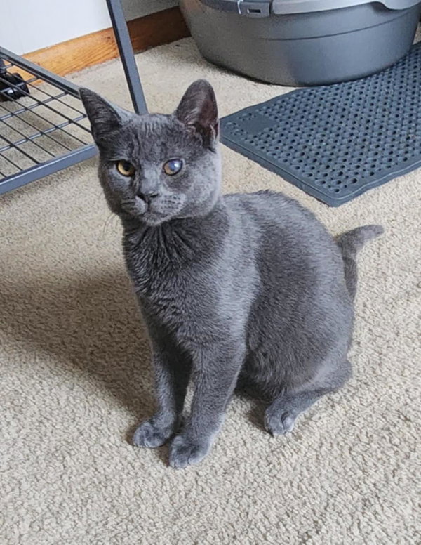 Enzo