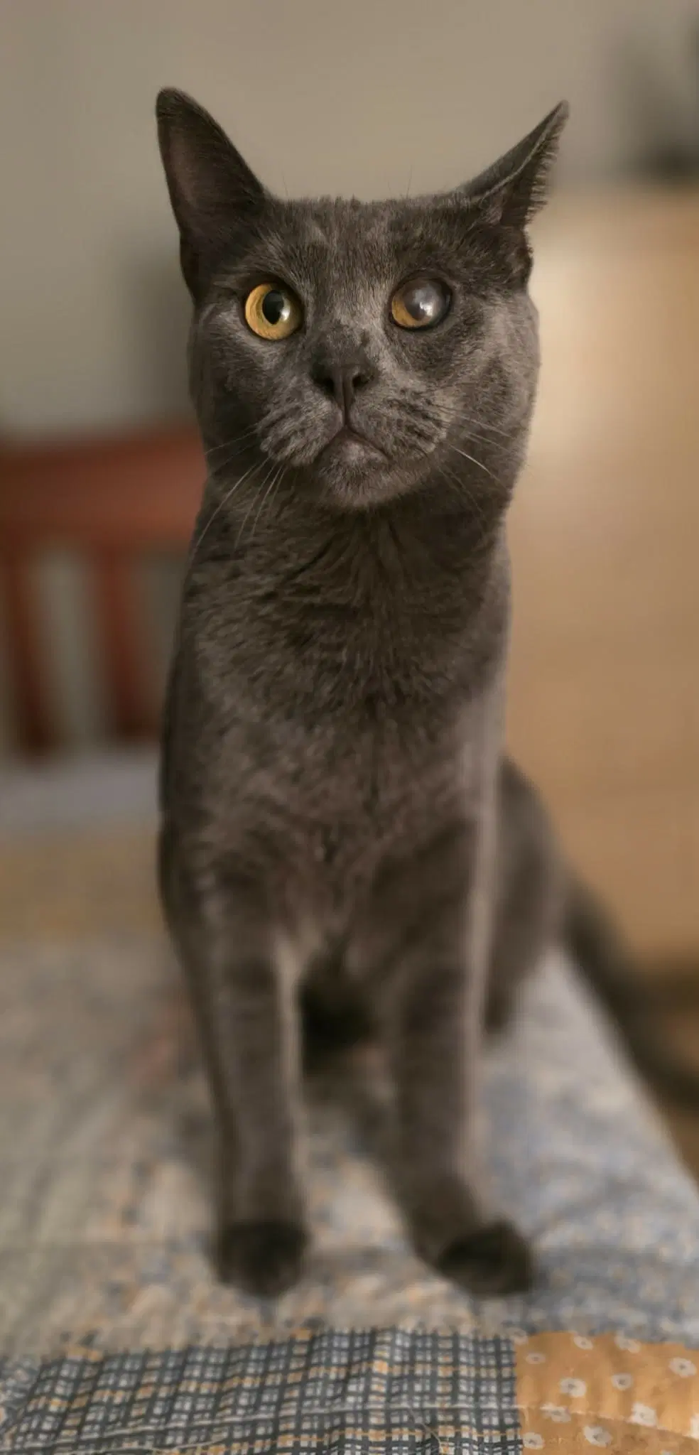 Enzo - Domestic Short Hair