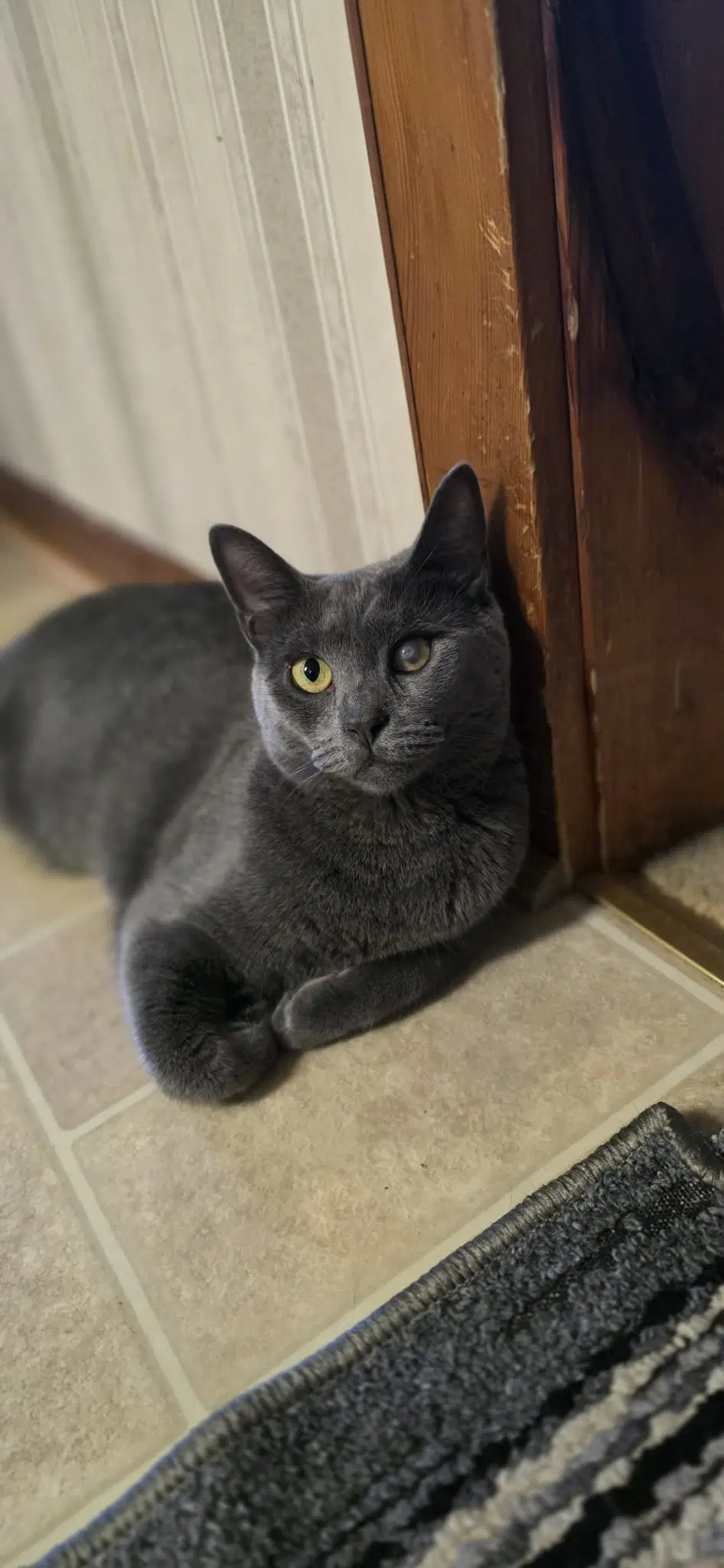 Enzo image 2