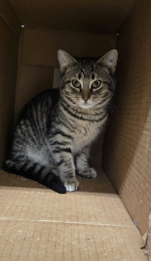 ELI - Domestic Short Hair available for adoption
